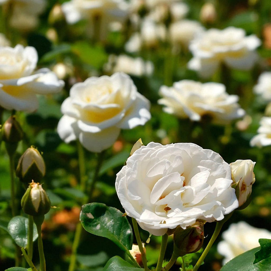 Kristal Rose Bush  2