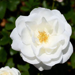 Kristal Rose Bush  1
