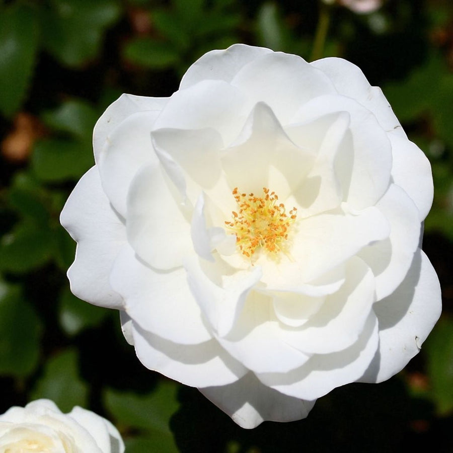 Kristal Rose Bush  1