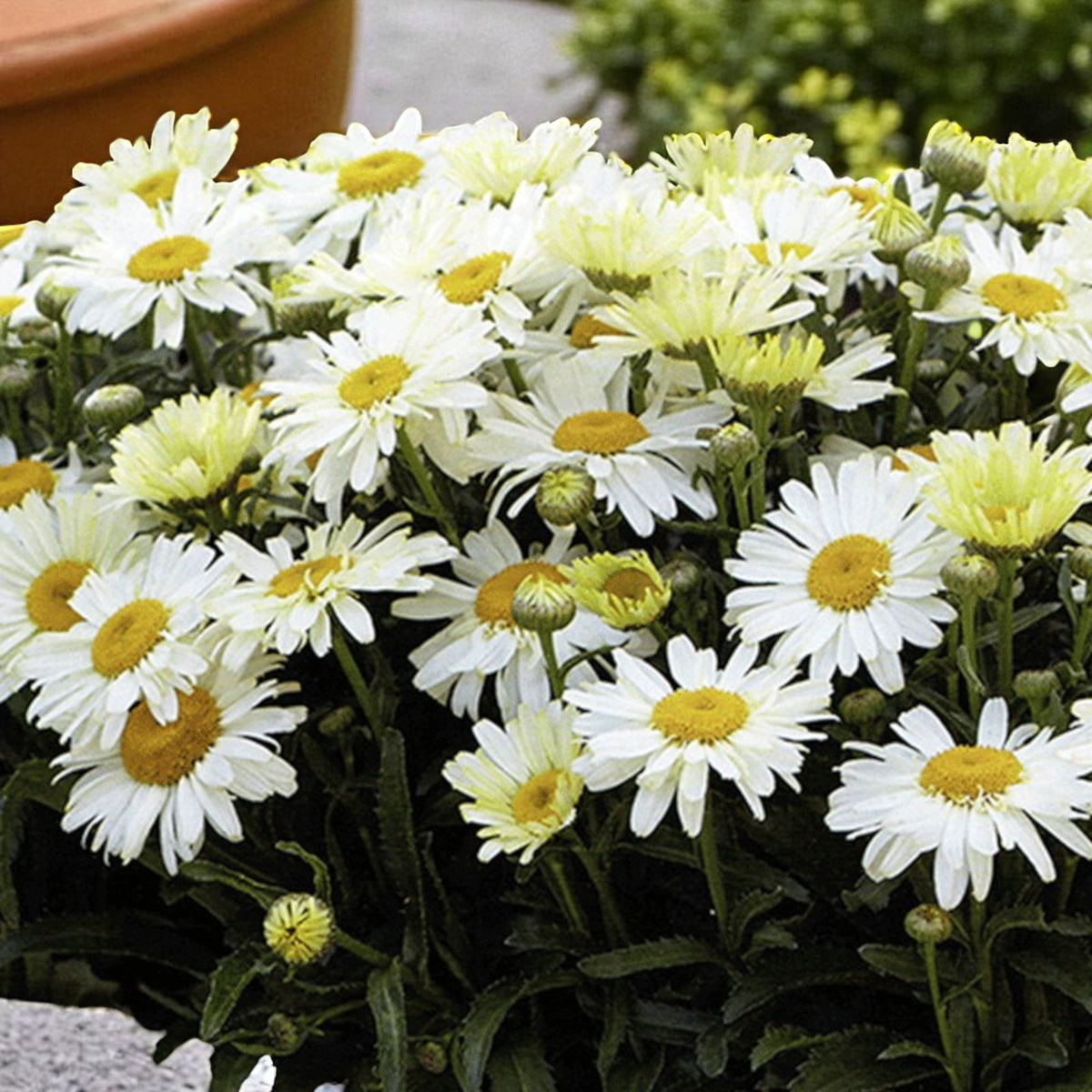 Leucanthemum Daisy  4