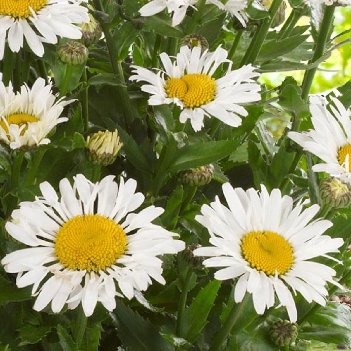 Leucanthemum Daisy  1