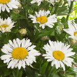 Leucanthemum Daisy  1