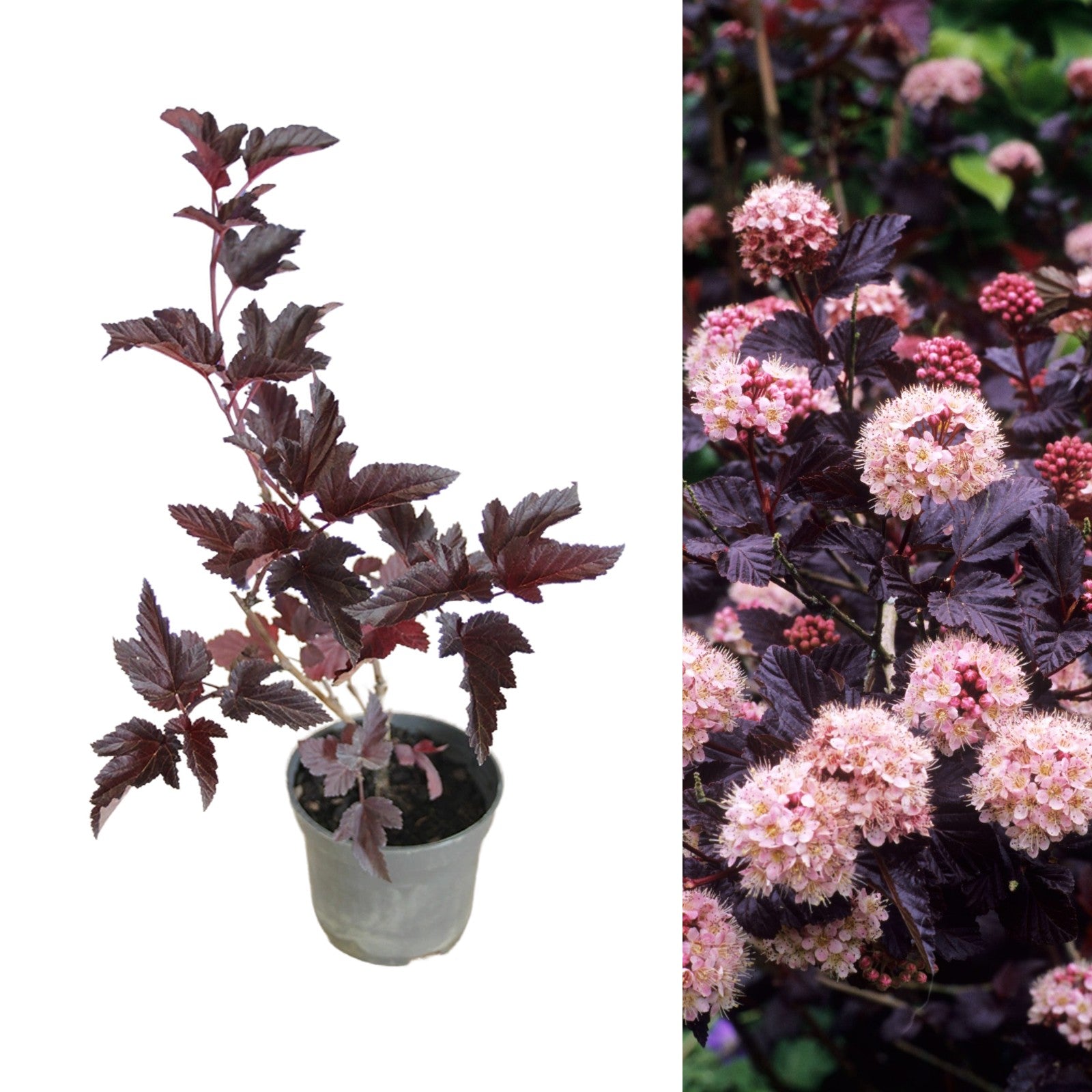 Physocarpus Red