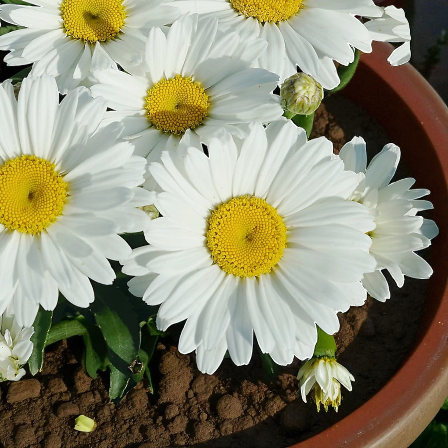 Leucanthemum Daisy  2