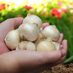 Allium 100 Mixed Bulb Collection  5