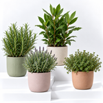 Large Herb Plant Mix  1