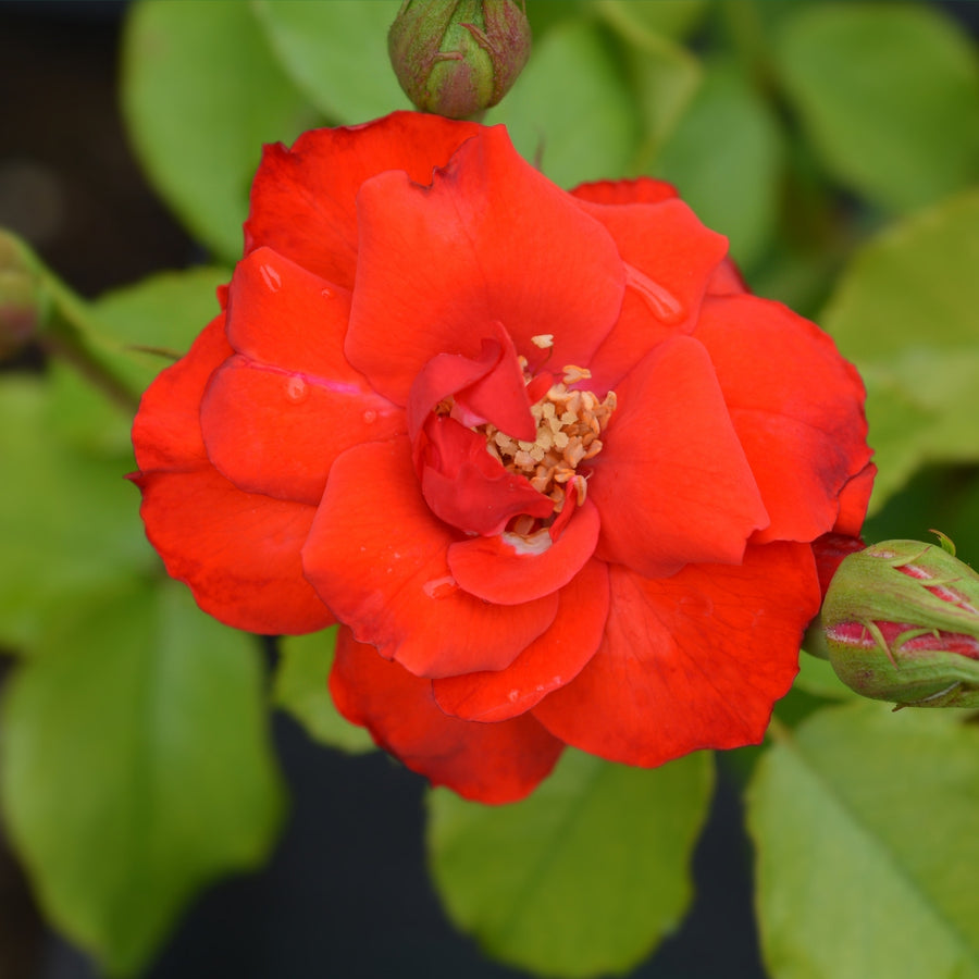 Rose Bush La Sevillana  1