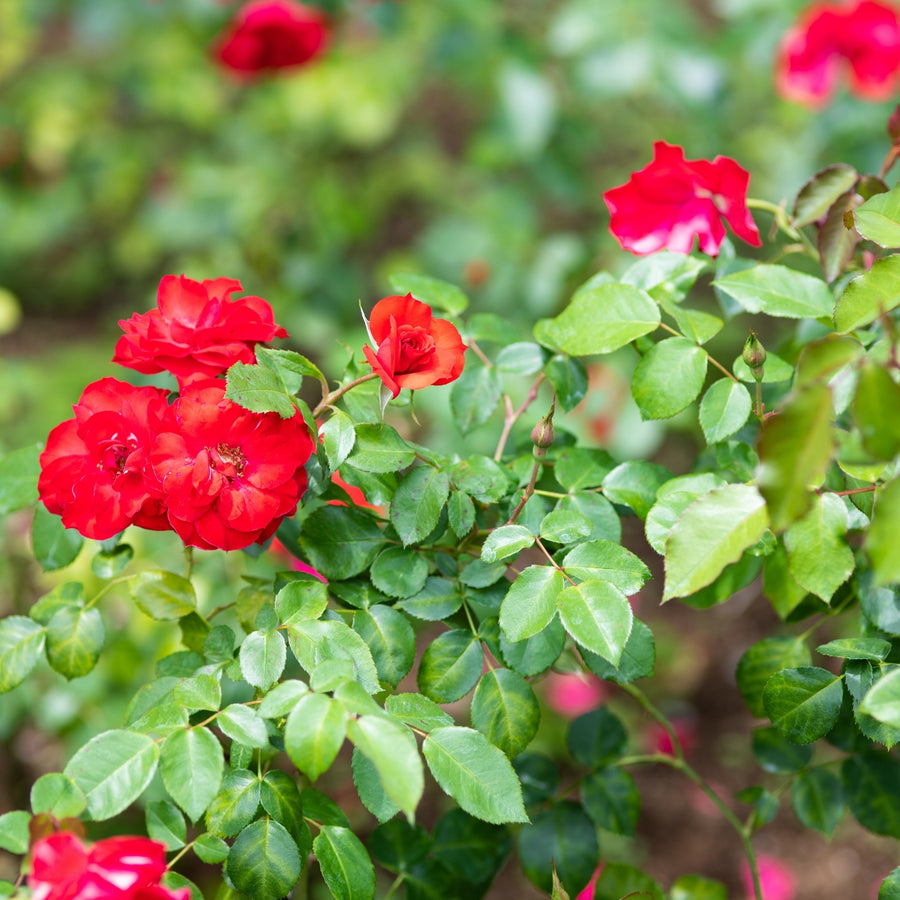 Rose Bush La Sevillana  2