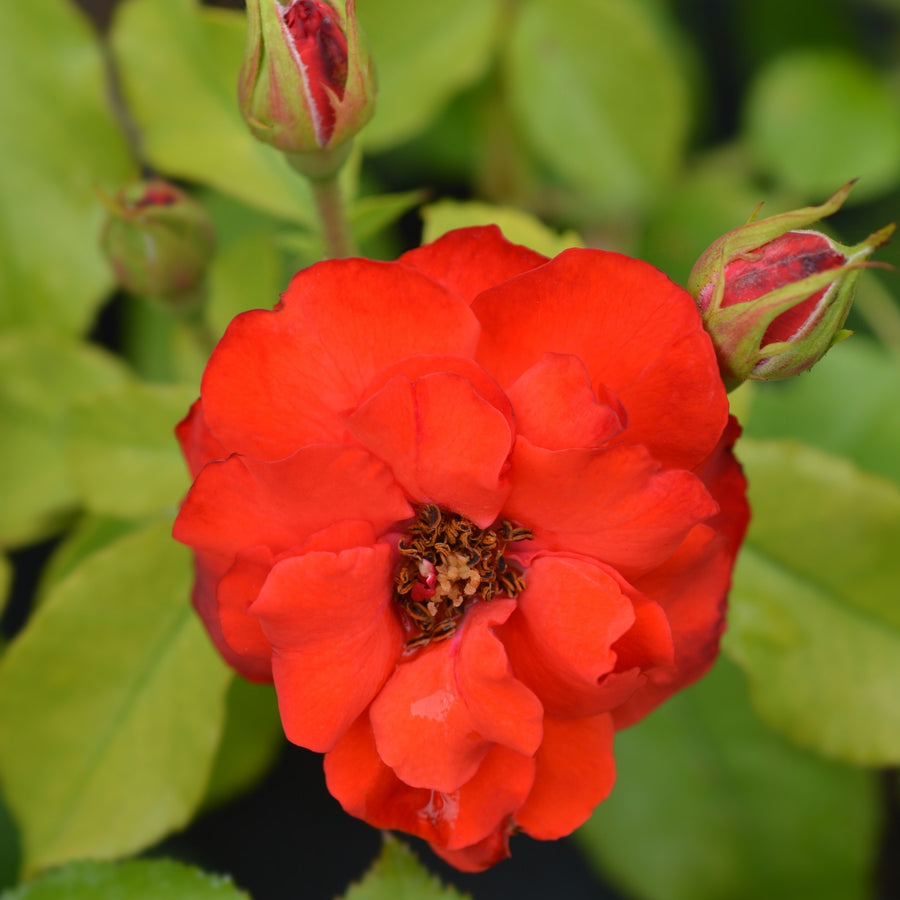 Rose Bush La Sevillana  3
