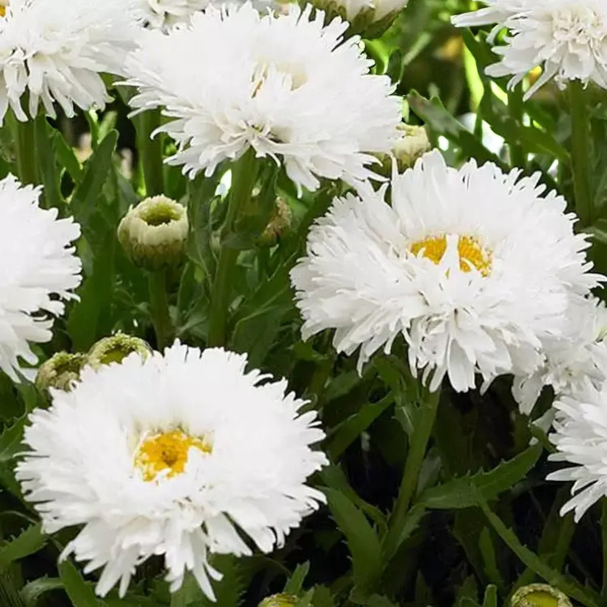Leucanthemum Daisy  3