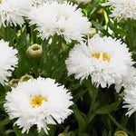 Leucanthemum Daisy  3
