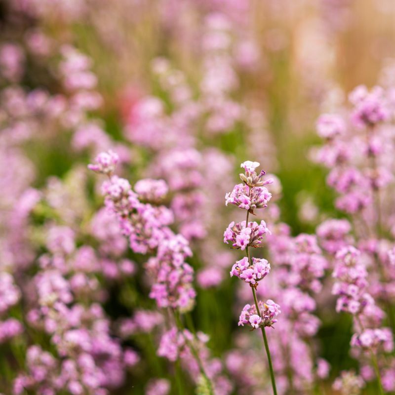 Lavender Plant - Lavandula Rosea  3
