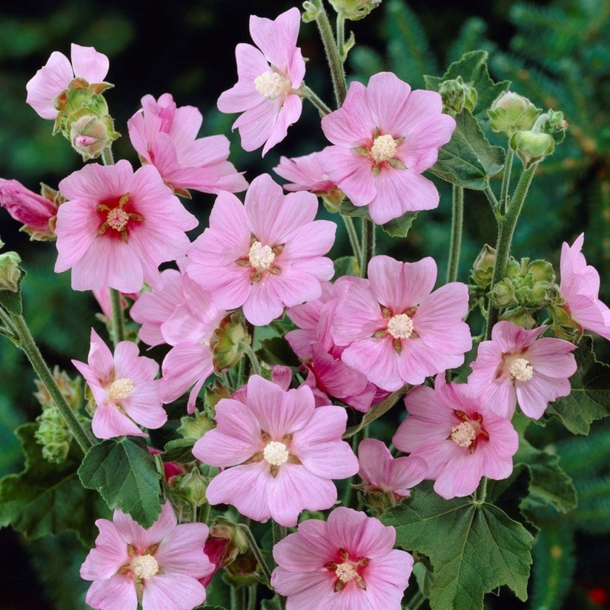 Lavatera Rosea - Tree Mallow Plants