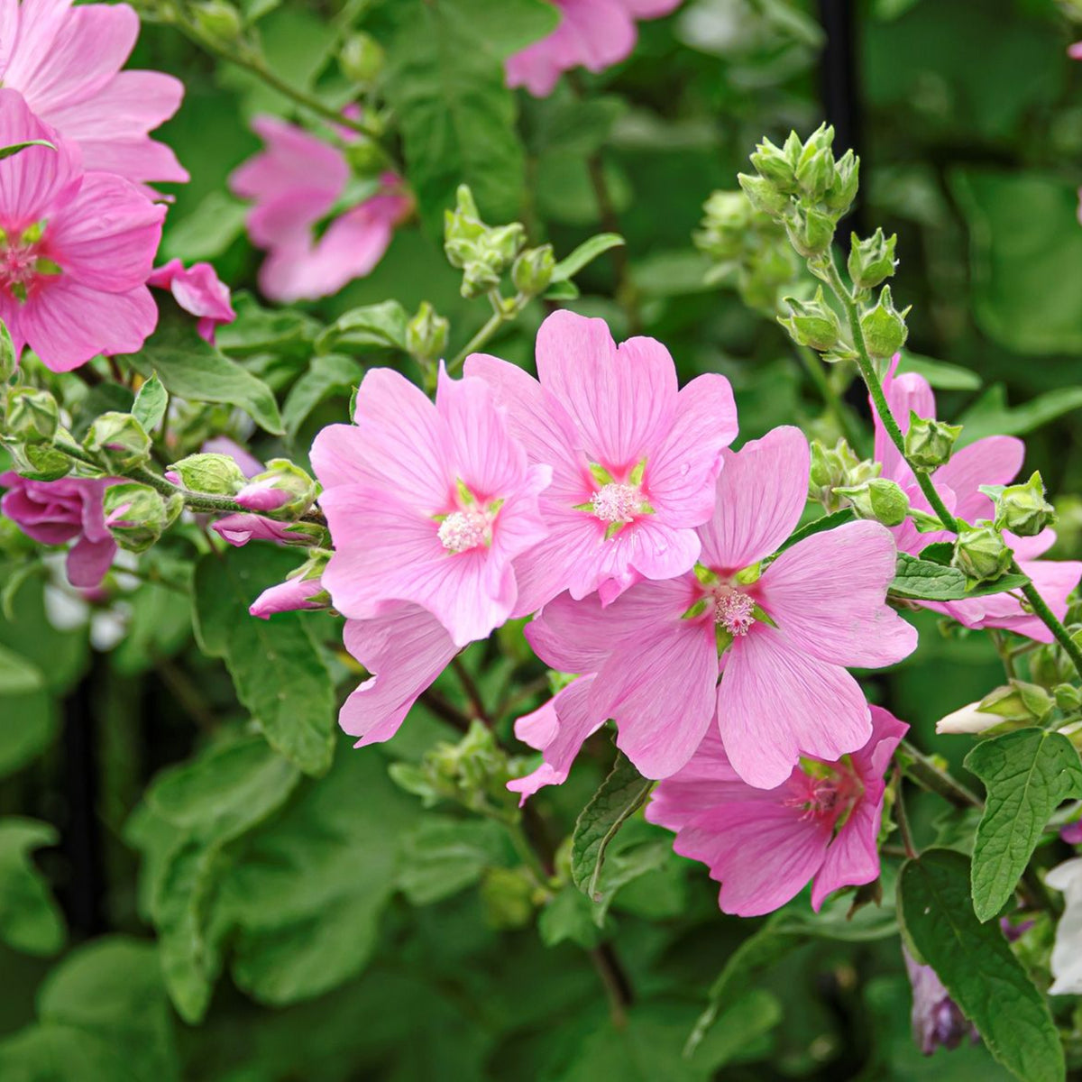 Lavatera Rosea - Tree Mallow Plants  2