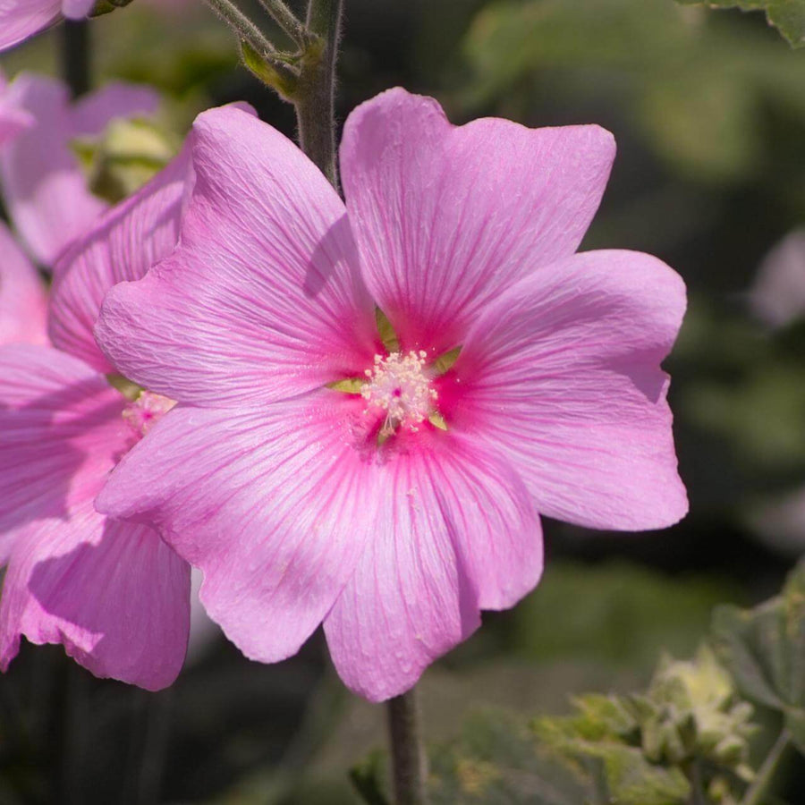 Lavatera Rosea - Tree Mallow Plants  3