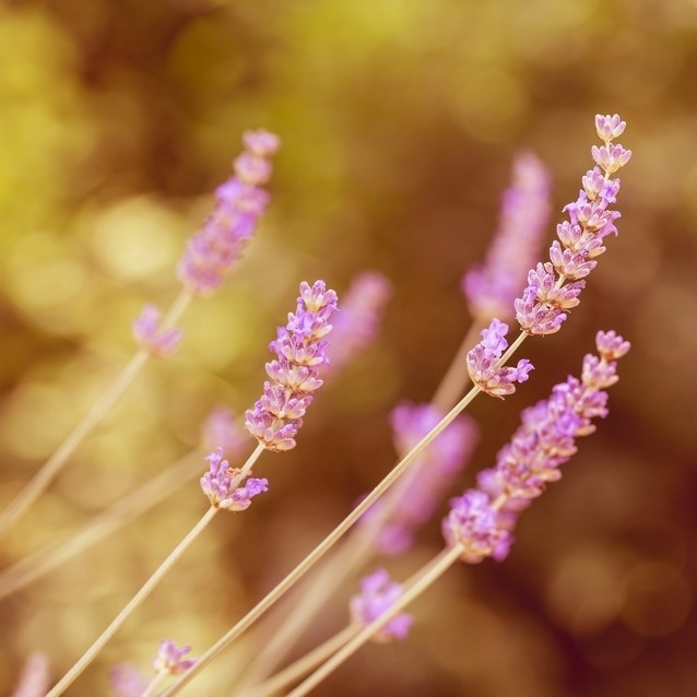 Lavender Plant - Lavandula Rosea  2