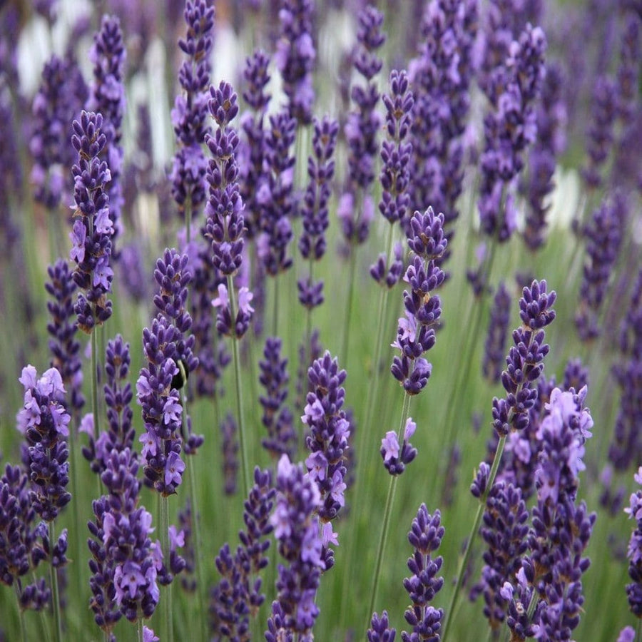 Lavender and Rosemary Mixed Plants in Pots lavender 3