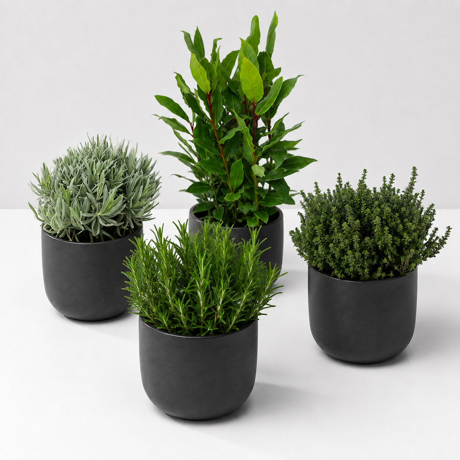 Large Herb Plant Mix - Rosemary, Bay, Thyme & Lavender  1