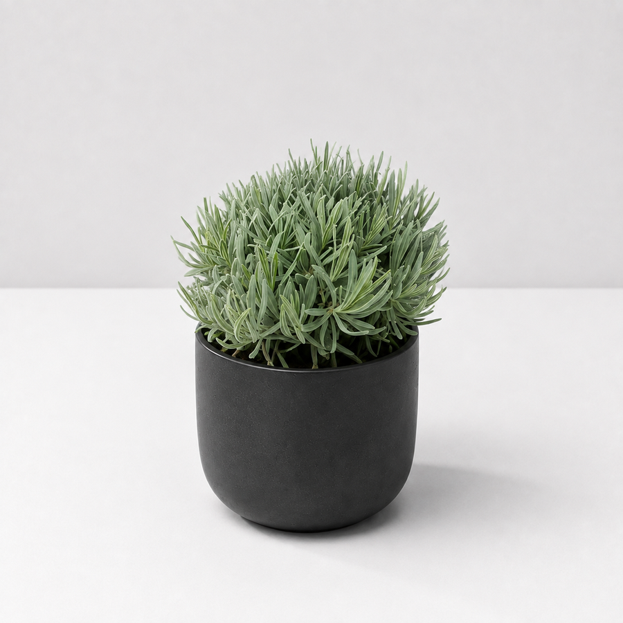 Large Herb Plant Mix - Rosemary, Bay, Thyme & Lavender  5