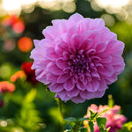 Dahlia Lavender Perfection Bulbs  2