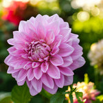 Dahlia Lavender Perfection Bulbs  1
