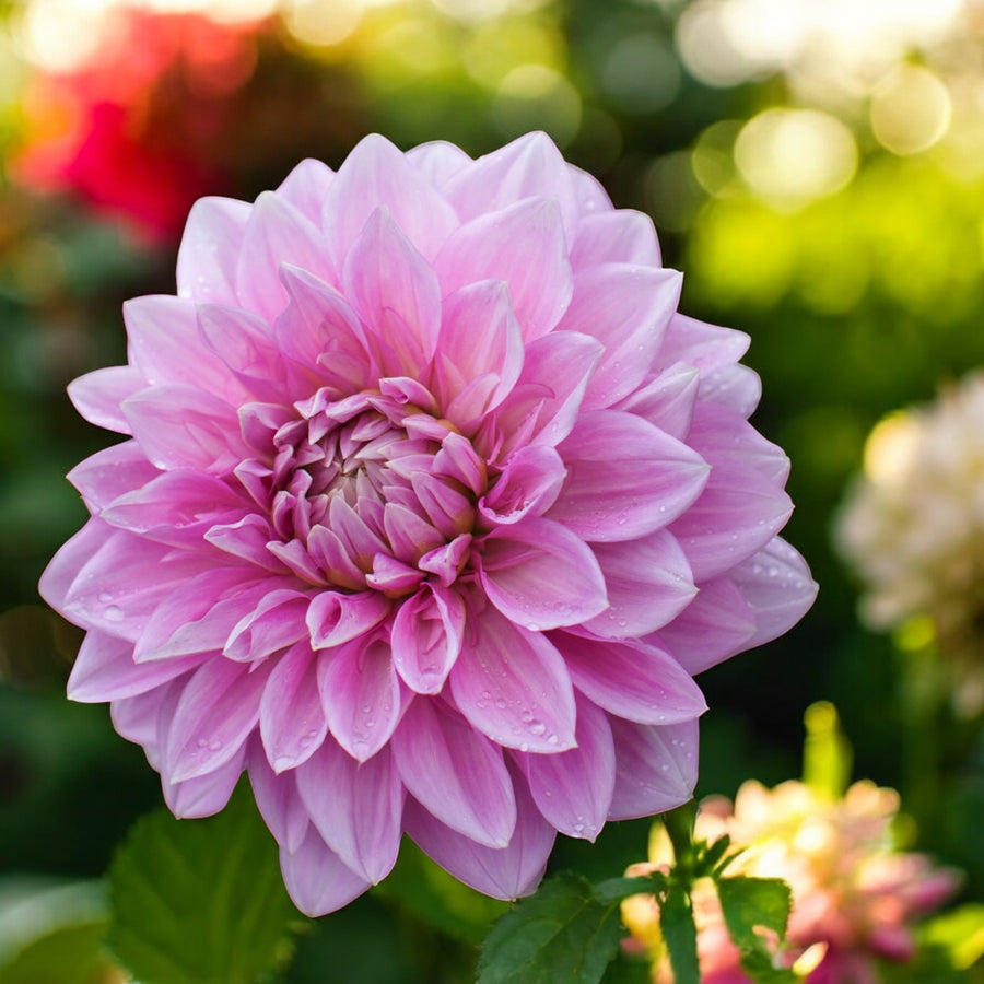 Dahlia Lavender Perfection Bulbs  1
