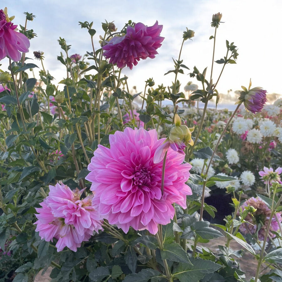 Dahlia Lavender Perfection Bulbs  4