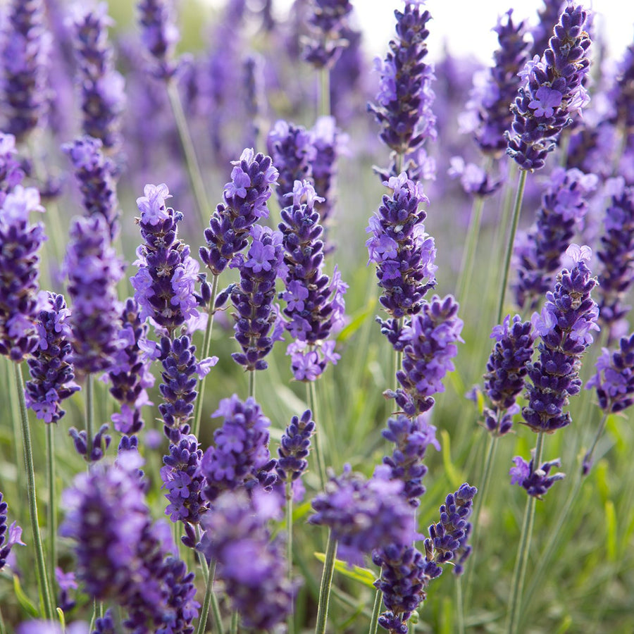 Lavender Angustifolia Lollipop Tree Lavender angustifolia Lollipop Tree image3 2