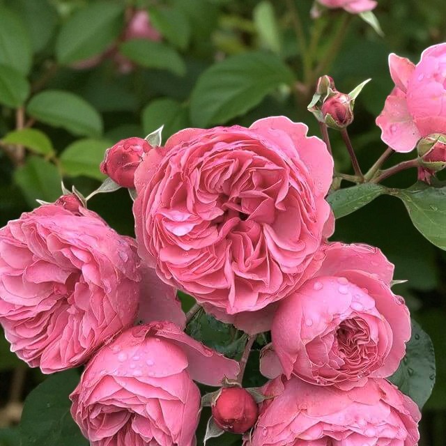 Leonardo Da Vinci Rose Bush  2