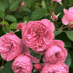 Leonardo Da Vinci Rose Bush  2