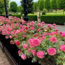 Leonardo Da Vinci Rose Bush  3