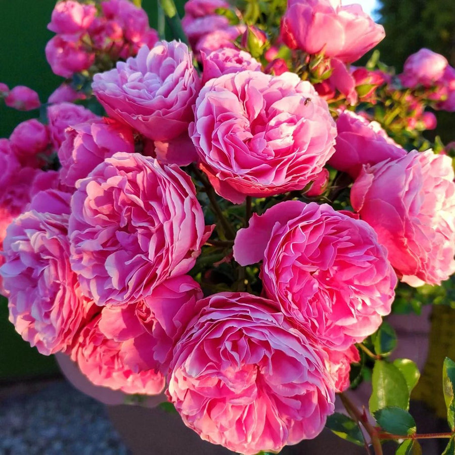 Leonardo Da Vinci Rose Bush  1