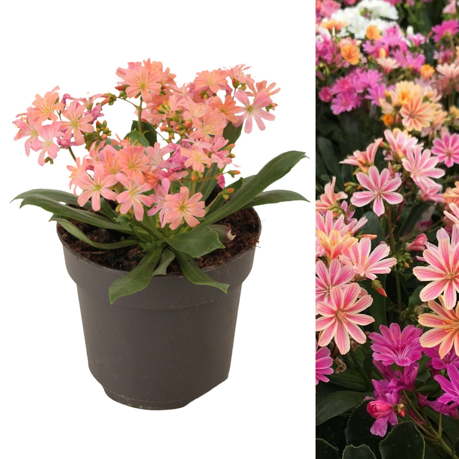 Lewisia Cotyledon lewisia 2