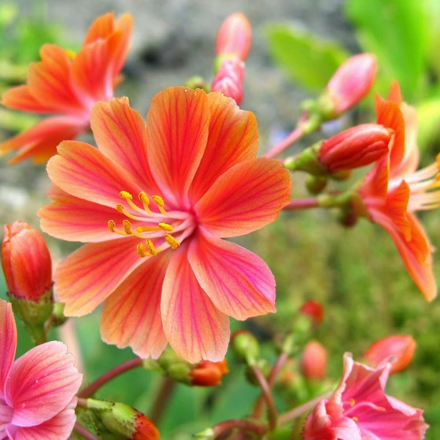 Lewisia Cotyledon lewisia2 3