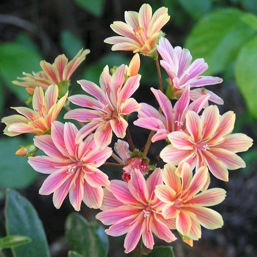 Lewisia Cotyledon lewisia3 4