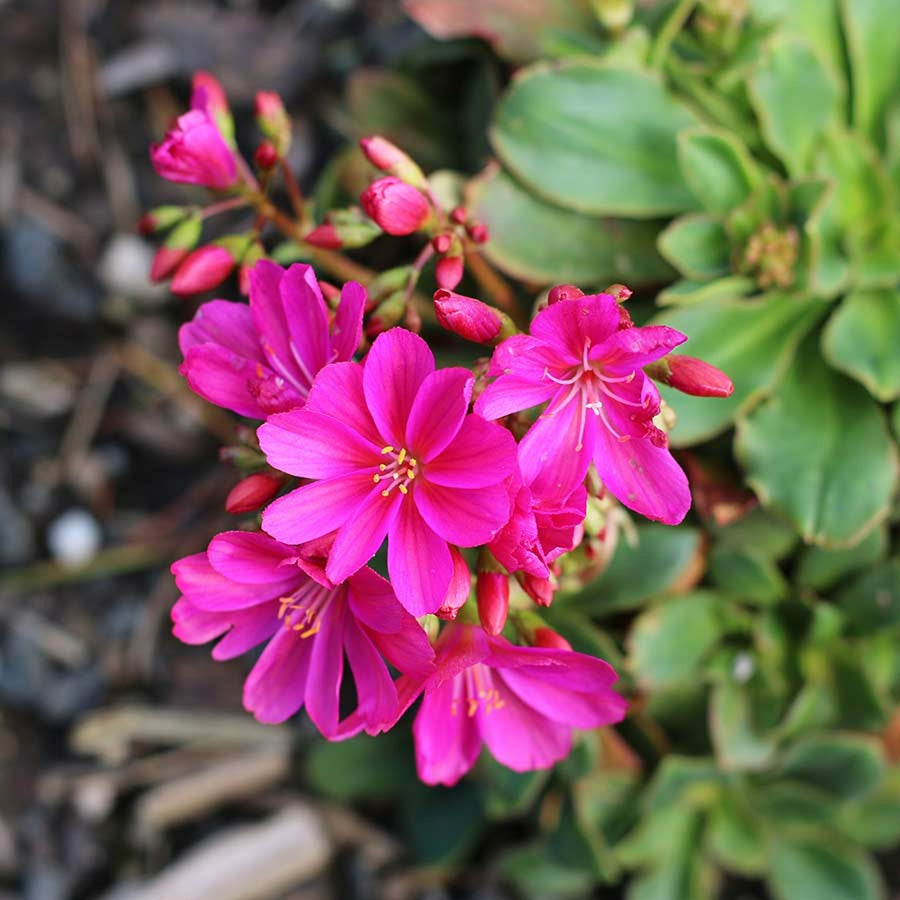 Lewisia Cotyledon lewisia4 5