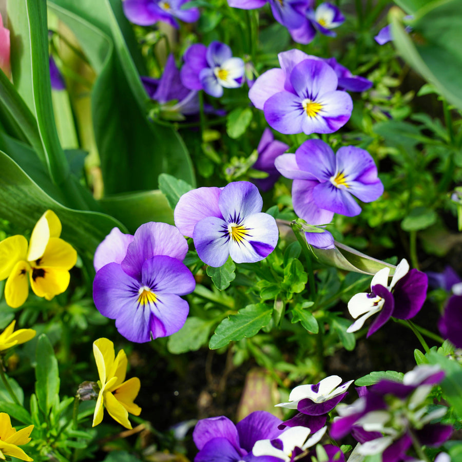Carbeth Plants Gift Card  3