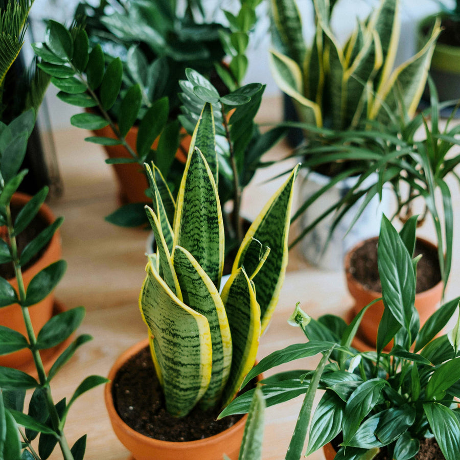Carbeth Plants Gift Card  8