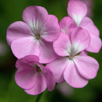 Cottage Garden Plants For Beginners - Geranium, Alchemilla, Lupin and Leucanthemum  3