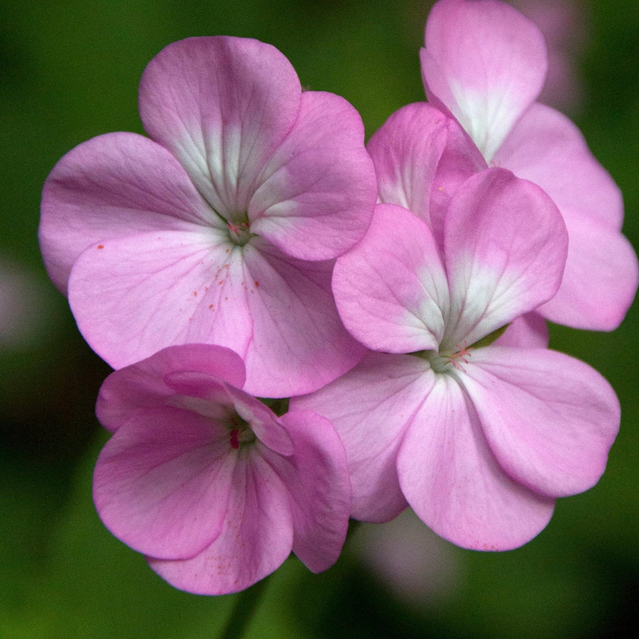 Cottage Garden Plants For Beginners - Geranium, Alchemilla, Lupin and Leucanthemum  3