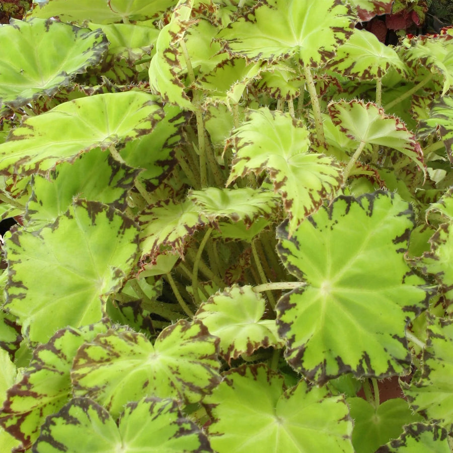 Begonia Beleaf Lima Love  4