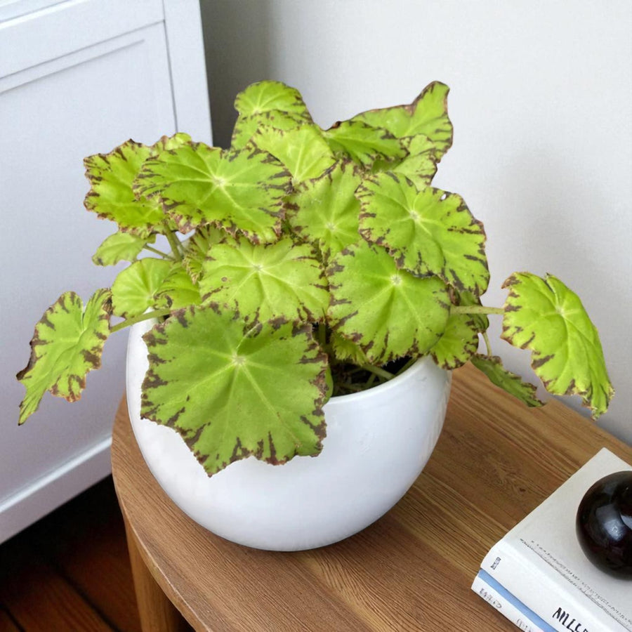 Begonia Beleaf Lima Love  1