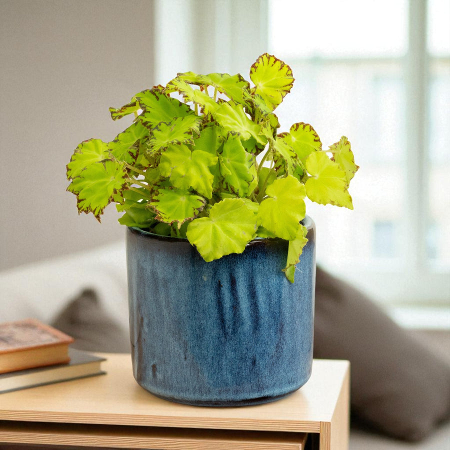 Begonia Beleaf Lima Love  1