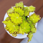 Begonia Beleaf Lima Love  3