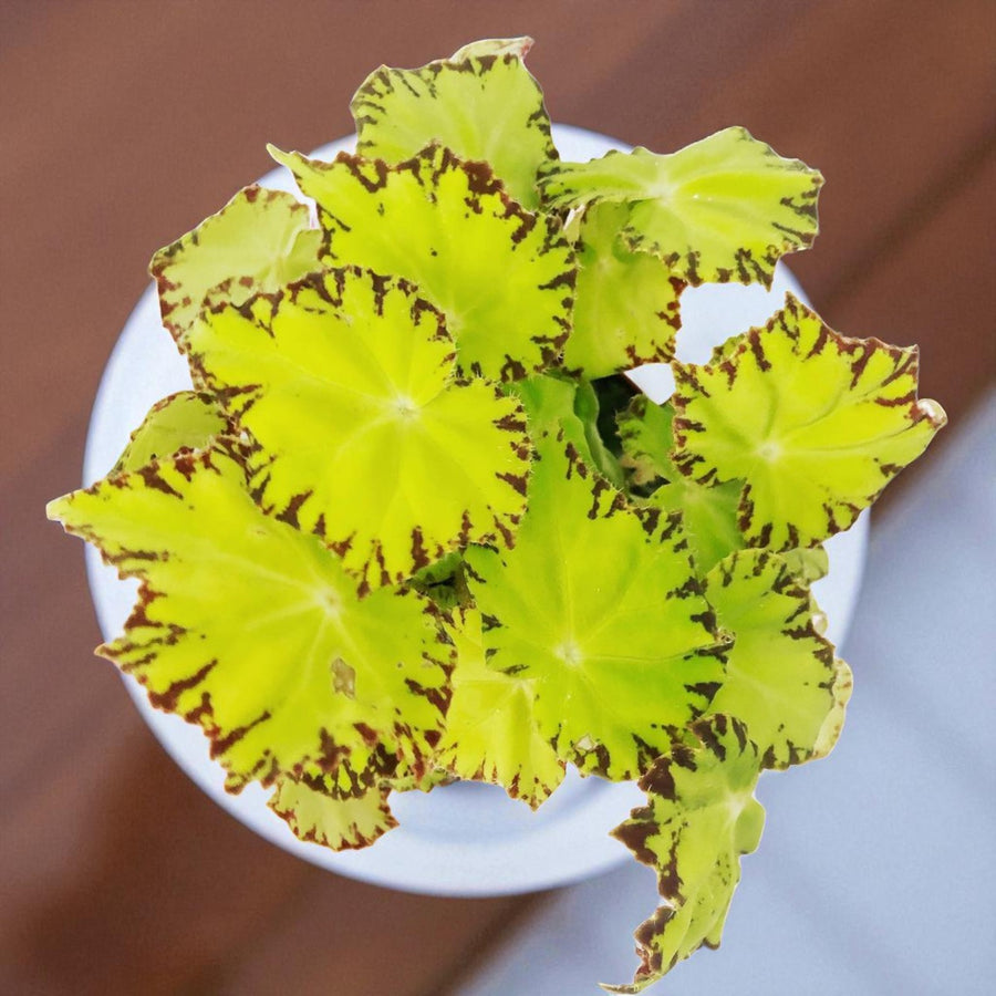 Begonia Beleaf Lima Love  3