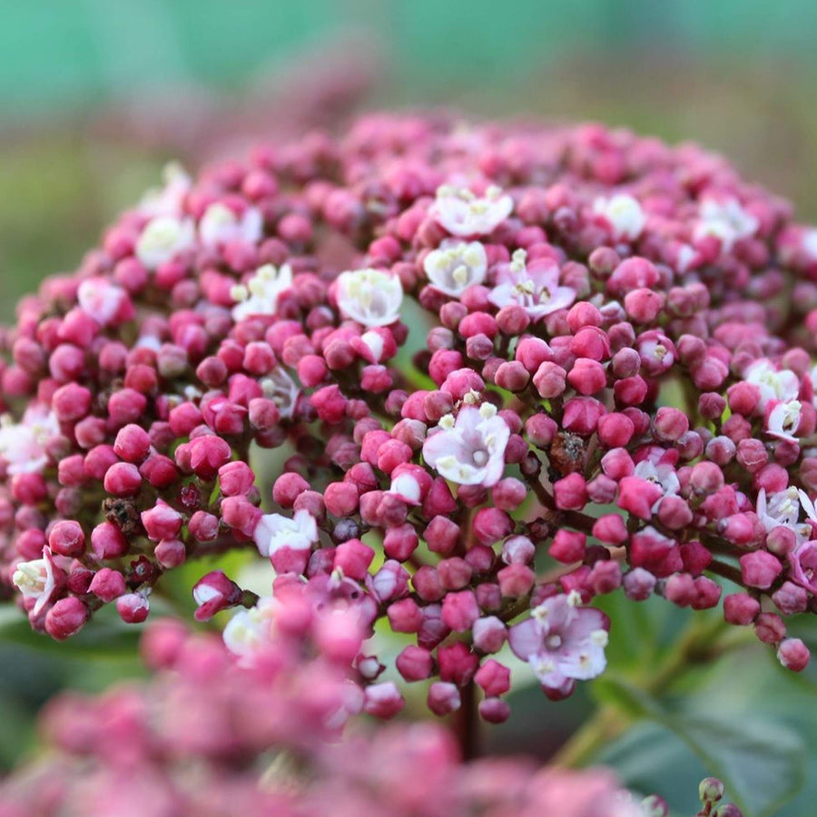 Viburnum Tinus - 'Lisa Rose' Viburnum Tinus - 'Lisa Rose' image1 2