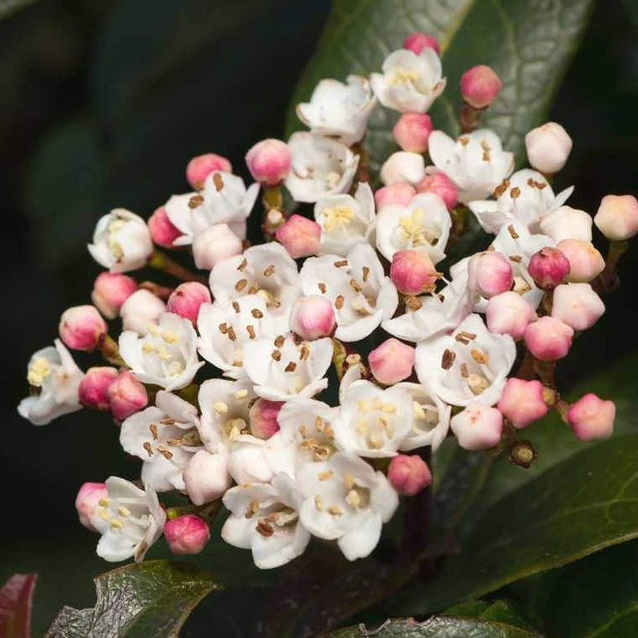 Viburnum Tinus - 'Lisa Rose' Viburnum Tinus - 'Lisa Rose' image2 3