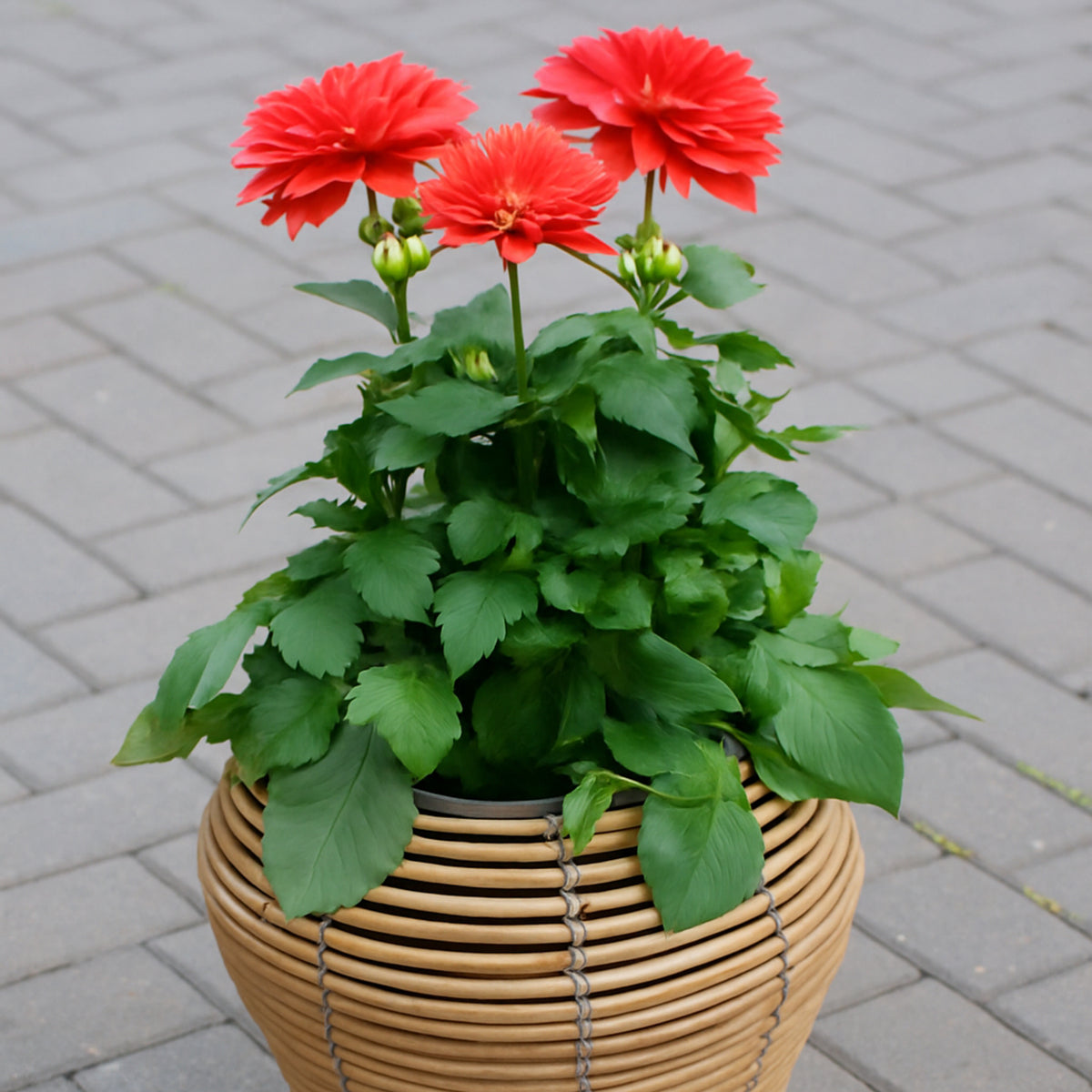 Mica Plant Pots - Light Brown Cane Stylish wicker plant pot with neutral tones, shown with a vibrant red dahlia plant on a paved surface. 1