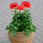 Mica Plant Pots - Light Brown Cane Stylish wicker plant pot with neutral tones, shown with a vibrant red dahlia plant on a paved surface. 1
