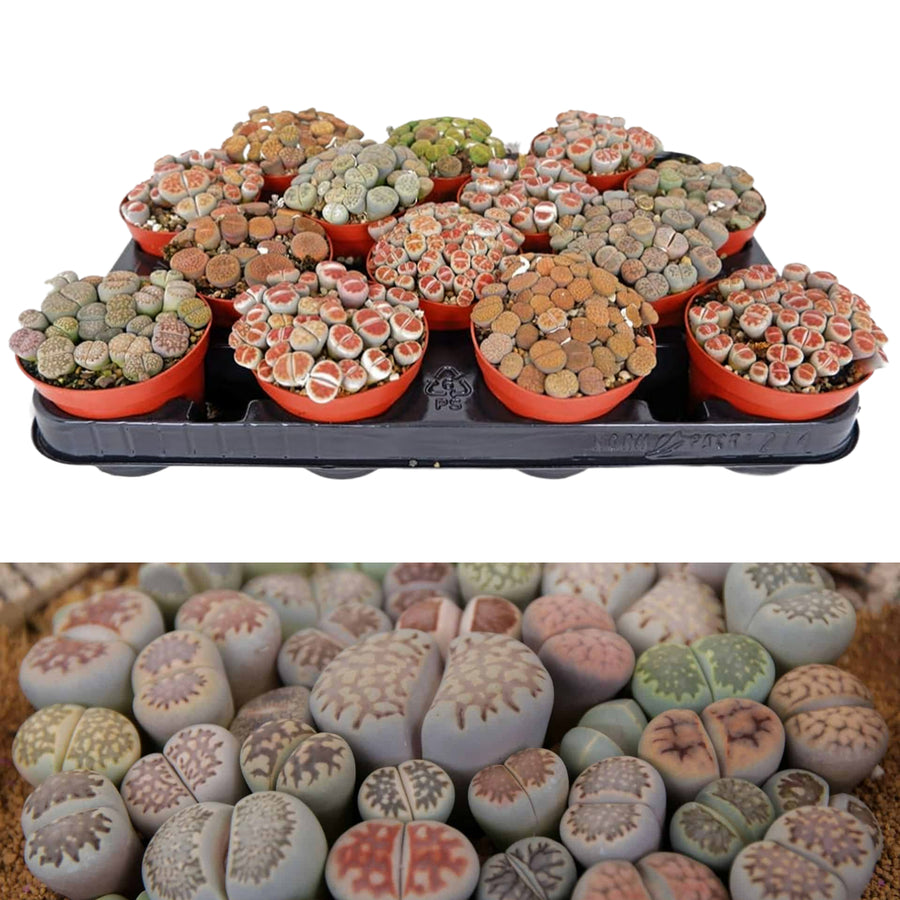 Lithops Living Stone lithops indoor plants-image1 2